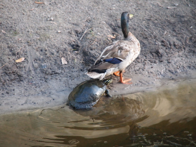 [A turtle with its two back feet in the water has its head under the mallard's rear feathers. The mallard stands completely out of the water facing away from the turtle.]